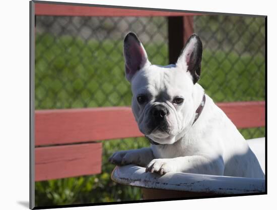 A French Bulldog Coming Out of an Old Bathtub Placed Outdoors, California, USA-Zandria Muench Beraldo-Mounted Photographic Print