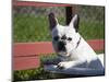 A French Bulldog Coming Out of an Old Bathtub Placed Outdoors, California, USA-Zandria Muench Beraldo-Mounted Photographic Print