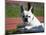 A French Bulldog Coming Out of an Old Bathtub Placed Outdoors, California, USA-Zandria Muench Beraldo-Mounted Photographic Print