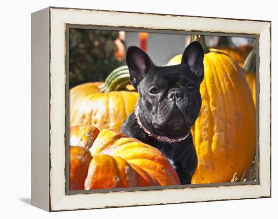 A French Bulldog Sitting Between a Row of Pumpkins-Zandria Muench Beraldo-Framed Premier Image Canvas