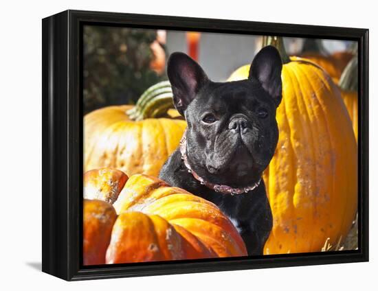 A French Bulldog Sitting Between a Row of Pumpkins-Zandria Muench Beraldo-Framed Premier Image Canvas