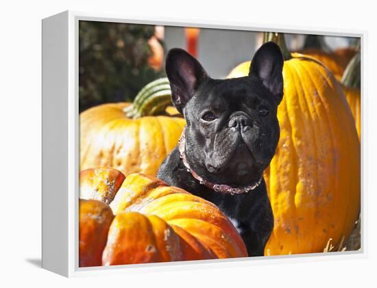 A French Bulldog Sitting Between a Row of Pumpkins-Zandria Muench Beraldo-Framed Premier Image Canvas