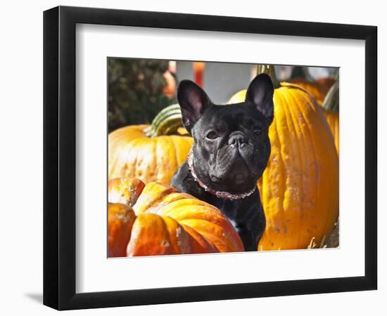 A French Bulldog Sitting Between a Row of Pumpkins-Zandria Muench Beraldo-Framed Photographic Print