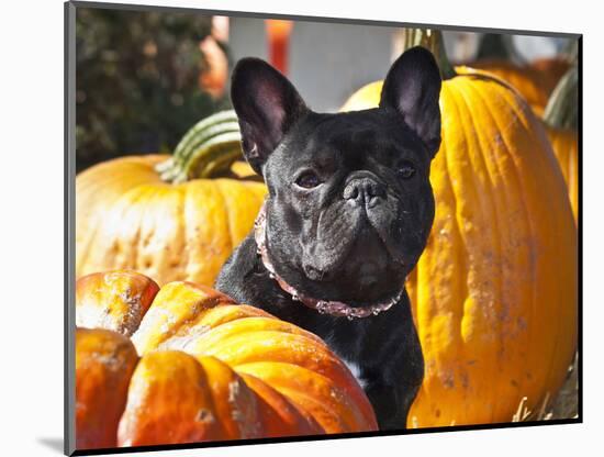 A French Bulldog Sitting Between a Row of Pumpkins-Zandria Muench Beraldo-Mounted Photographic Print