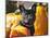 A French Bulldog Sitting Between a Row of Pumpkins-Zandria Muench Beraldo-Mounted Photographic Print