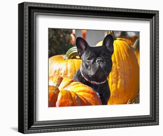 A French Bulldog Sitting Between a Row of Pumpkins-Zandria Muench Beraldo-Framed Photographic Print