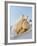 A Fresh Chicken-Ulrike Koeb-Framed Photographic Print