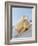 A Fresh Chicken-Ulrike Koeb-Framed Photographic Print