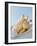 A Fresh Chicken-Ulrike Koeb-Framed Photographic Print