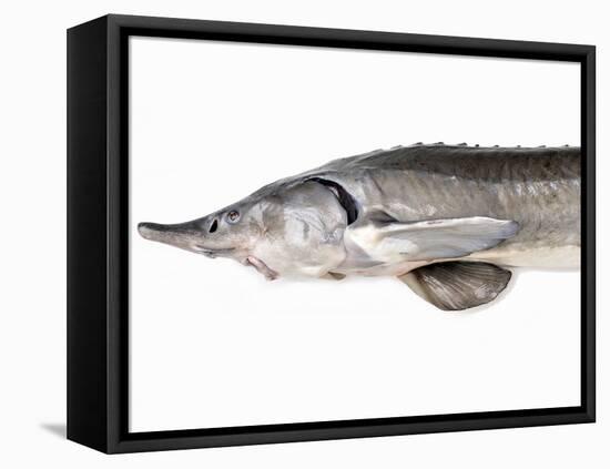 A Fresh Sturgeon-Ulrike Koeb-Framed Premier Image Canvas