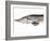 A Fresh Sturgeon-Ulrike Koeb-Framed Photographic Print