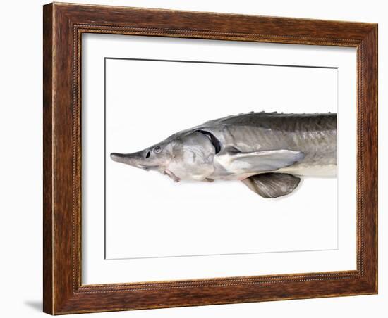 A Fresh Sturgeon-Ulrike Koeb-Framed Photographic Print