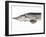 A Fresh Sturgeon-Ulrike Koeb-Framed Photographic Print