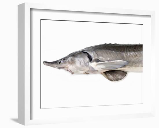 A Fresh Sturgeon-Ulrike Koeb-Framed Photographic Print