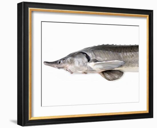 A Fresh Sturgeon-Ulrike Koeb-Framed Photographic Print