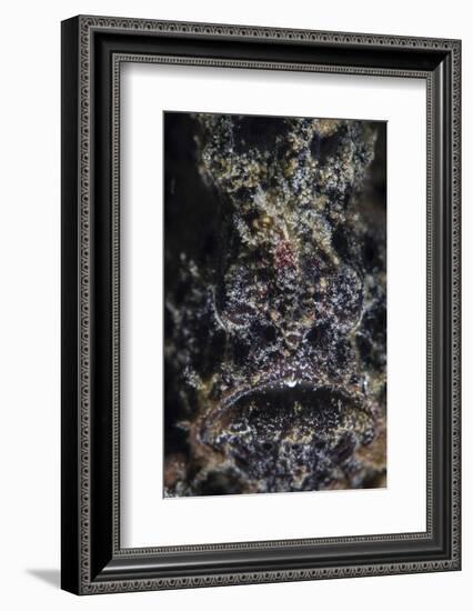 A Frogfish Uses its Effective Camouflage to Blend into its Surroundings-Stocktrek Images-Framed Photographic Print