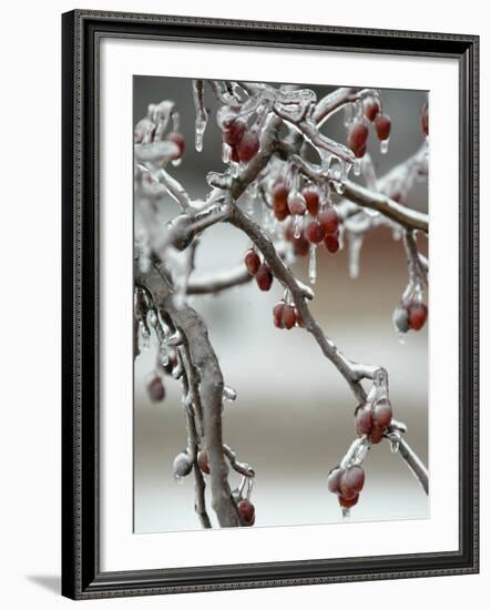 A Fruit Tree is Covered in Ice Monday, January 15, 2007-Al Maglio-Framed Photographic Print