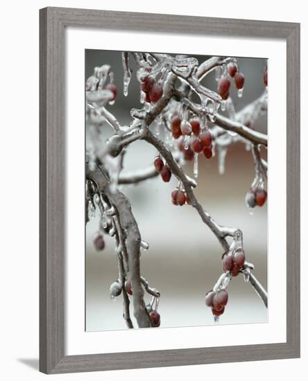 A Fruit Tree is Covered in Ice Monday, January 15, 2007-Al Maglio-Framed Photographic Print