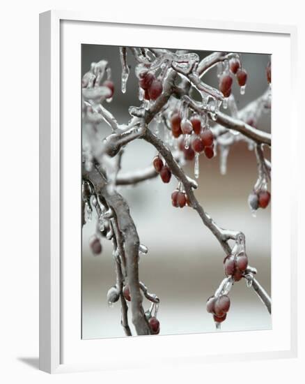 A Fruit Tree is Covered in Ice Monday, January 15, 2007-Al Maglio-Framed Photographic Print