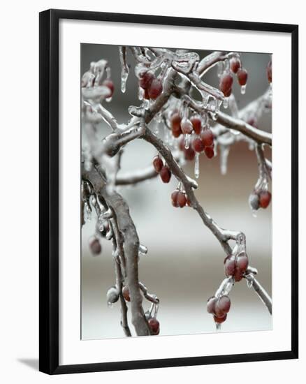 A Fruit Tree is Covered in Ice Monday, January 15, 2007-Al Maglio-Framed Photographic Print