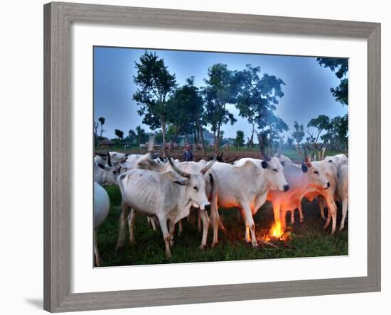 A Fulani Nomad Herds Cattle at Dusk in Abuja, Nigeria-null-Framed Photographic Print