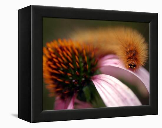 A Fuzzy Caterpillar Inches Along the Top of a Purple Coneflower-null-Framed Premier Image Canvas