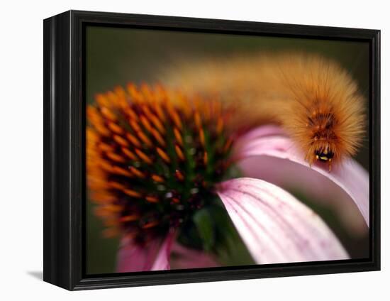 A Fuzzy Caterpillar Inches Along the Top of a Purple Coneflower-null-Framed Premier Image Canvas