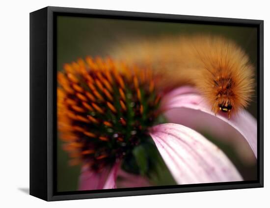 A Fuzzy Caterpillar Inches Along the Top of a Purple Coneflower-null-Framed Premier Image Canvas