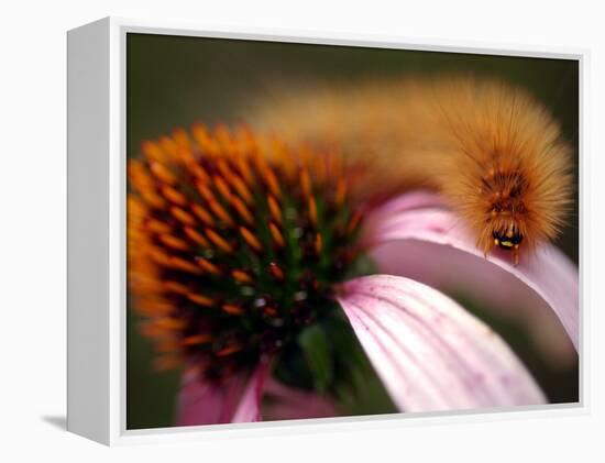 A Fuzzy Caterpillar Inches Along the Top of a Purple Coneflower-null-Framed Premier Image Canvas