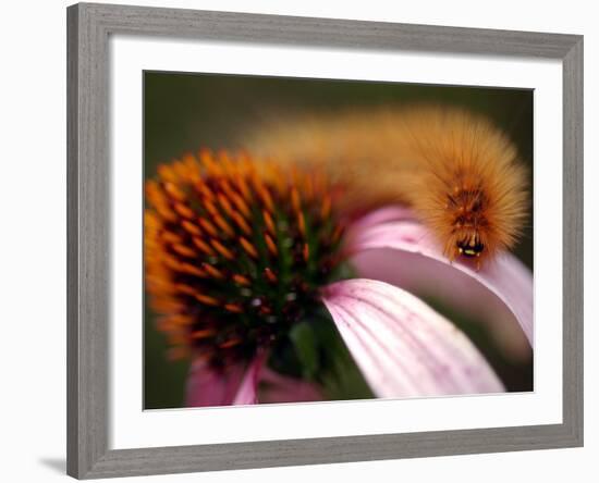 A Fuzzy Caterpillar Inches Along the Top of a Purple Coneflower-null-Framed Photographic Print