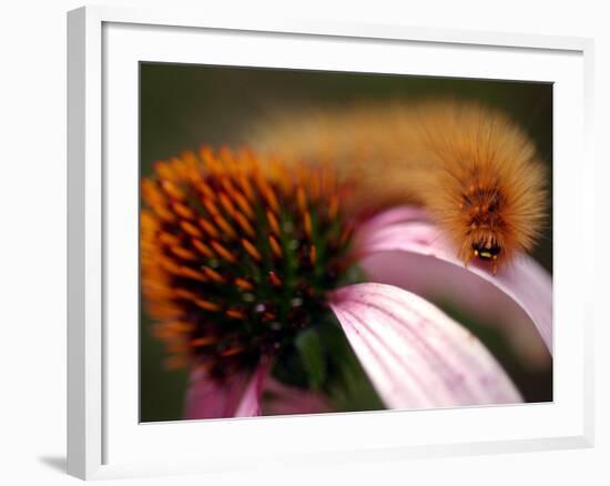 A Fuzzy Caterpillar Inches Along the Top of a Purple Coneflower-null-Framed Photographic Print