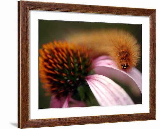 A Fuzzy Caterpillar Inches Along the Top of a Purple Coneflower-null-Framed Photographic Print