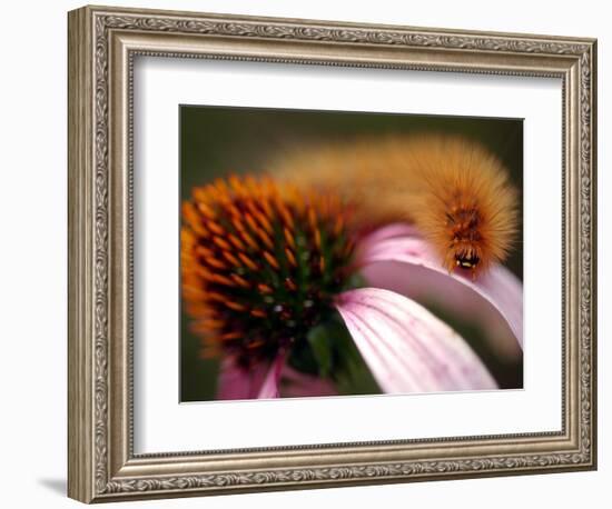 A Fuzzy Caterpillar Inches Along the Top of a Purple Coneflower-null-Framed Photographic Print