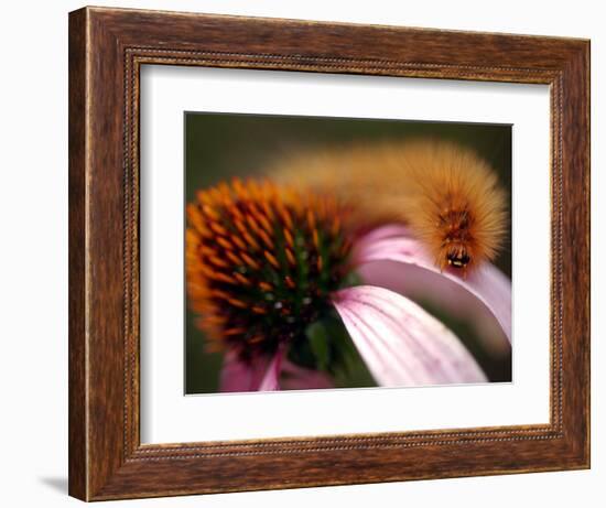 A Fuzzy Caterpillar Inches Along the Top of a Purple Coneflower-null-Framed Photographic Print