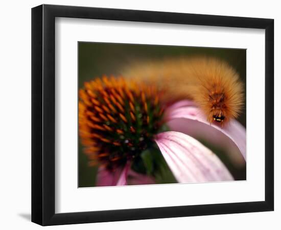 A Fuzzy Caterpillar Inches Along the Top of a Purple Coneflower-null-Framed Photographic Print