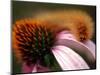 A Fuzzy Caterpillar Inches Along the Top of a Purple Coneflower-null-Mounted Photographic Print