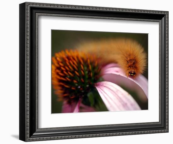 A Fuzzy Caterpillar Inches Along the Top of a Purple Coneflower-null-Framed Photographic Print