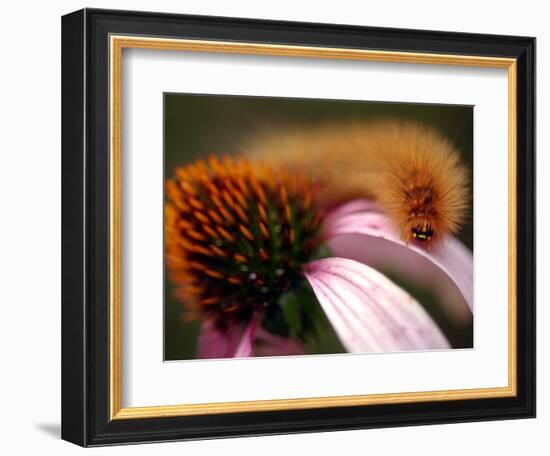 A Fuzzy Caterpillar Inches Along the Top of a Purple Coneflower-null-Framed Photographic Print