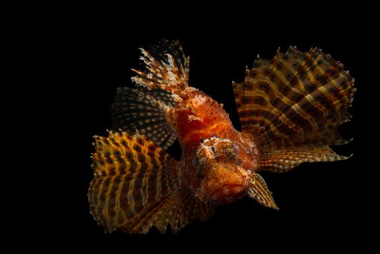 a fuzzy dwarf lionfish