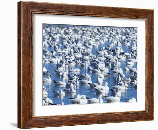 A Gaggle Ross's Geese in Freshwater Pond, Bosque Del Apache Nwr, New Mexico-Maresa Pryor-Framed Photographic Print