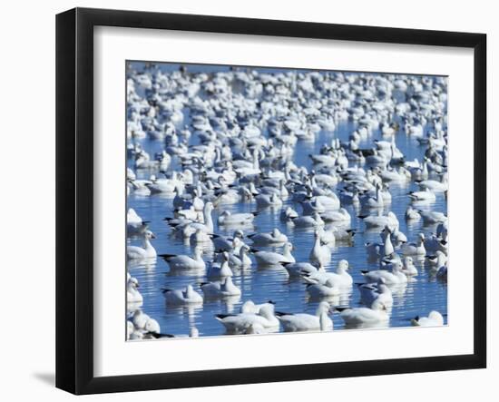 A Gaggle Ross's Geese in Freshwater Pond, Bosque Del Apache Nwr, New Mexico-Maresa Pryor-Framed Photographic Print