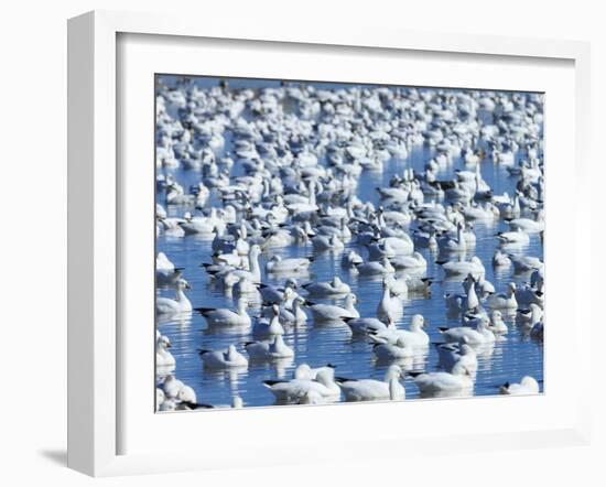 A Gaggle Ross's Geese in Freshwater Pond, Bosque Del Apache Nwr, New Mexico-Maresa Pryor-Framed Photographic Print