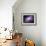 A Galactic Light Show in Spiral Galaxy Ngc 4258-null-Framed Photographic Print displayed on a wall