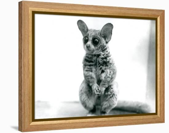 A Galago Moholi, or Mohol Bushbaby at London Zoo, 12th September 1913-Frederick William Bond-Framed Premier Image Canvas