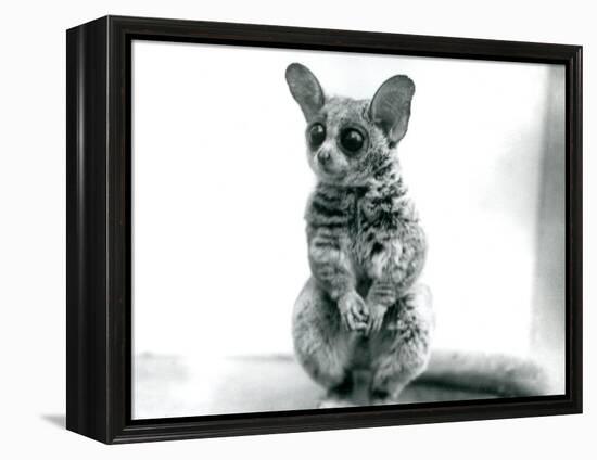 A Galago Moholi, or Mohol Bushbaby at London Zoo, 12th September 1913-Frederick William Bond-Framed Premier Image Canvas