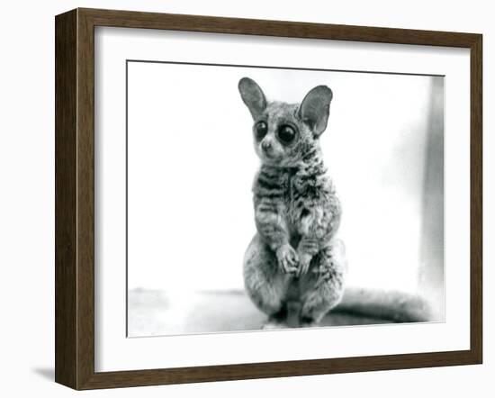 A Galago Moholi, or Mohol Bushbaby at London Zoo, 12th September 1913-Frederick William Bond-Framed Photographic Print