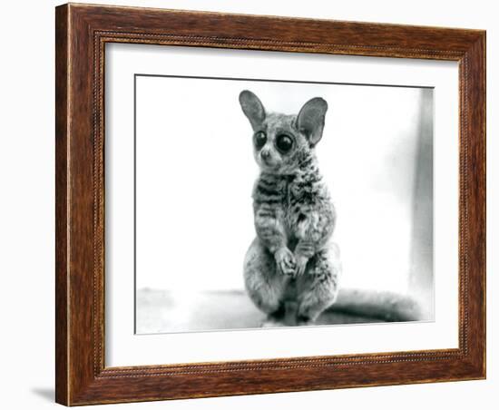 A Galago Moholi, or Mohol Bushbaby at London Zoo, 12th September 1913-Frederick William Bond-Framed Photographic Print