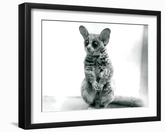 A Galago Moholi, or Mohol Bushbaby at London Zoo, 12th September 1913-Frederick William Bond-Framed Photographic Print