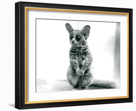 A Galago Moholi, or Mohol Bushbaby at London Zoo, 12th September 1913-Frederick William Bond-Framed Photographic Print