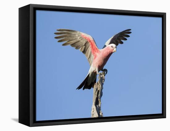 A Galah (Eolophus Roseicapilla) Landing in Southwest Australia.-Neil Losin-Framed Premier Image Canvas